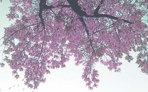 秋季自驾游好去处推荐pg电子模拟器安徽